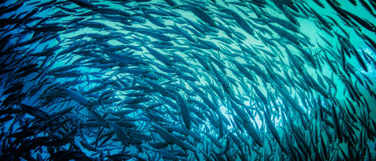 A school of pilchards